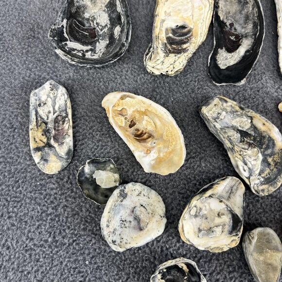 Vintage Oyster Shells Lot 20 Natural Bulk Decor Craft 1-5 Inches Assorted Sizes - Picture 11 of 16